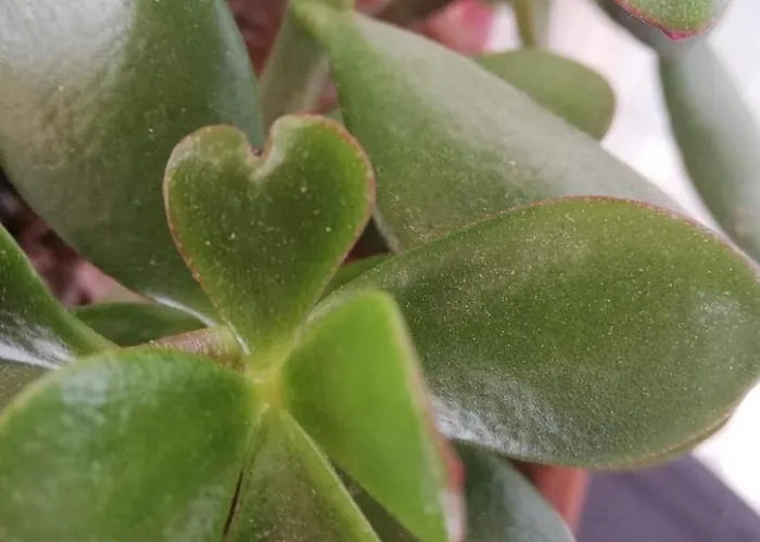 Holiday home Haus Mirelia Fuer Zwei Personen Mit Garten By Interhome Kastelir